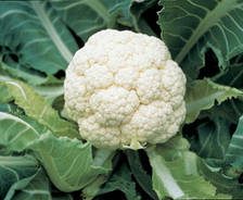 Насіння цвітної капусти Гудмен/Goodman(2500 сем.), Bejo, Нідерланди