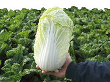 Насіння пекінської капуста Маноко F1/Manoko F1 (10 000 сем.), Bejo, Нідерланди