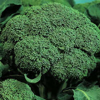 Насіння капусти брокколі Бєлстар F1/Belstar F1 NEW!(2500 сем.), Bejo, Нідерланди
