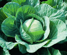 Насіння капусти білоголової ранньої Фарао F1/Farao F1(2500 сем.), Bejo, Нідерланди