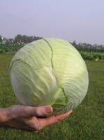 Насіння капусти білоголової для збереження Каунтер F1/Counter F1(2500 сем.), Bejo, Нідерланди