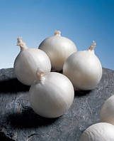 Насіння цибулі городнього (білої) Гледстоун/Gladstone (250 000 сем.), Bejo, Нідерланди