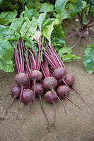 Насіння буряка столового Ронда F1/Rhonda F1 (10 000 сем.), Bejo, Нідерланди