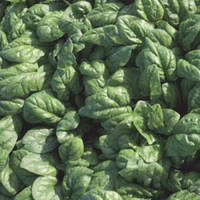 Насіння шпинату Спірос F1/Spiros F1 (50 000 нас.), Bejo, Нідерланди