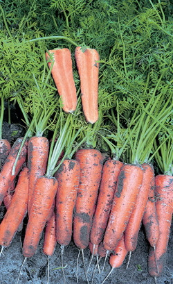 Насіння моркви Канада F1/Canada F1 (1,8-2,0 мм) (25 000), Bejo, Нідерланди