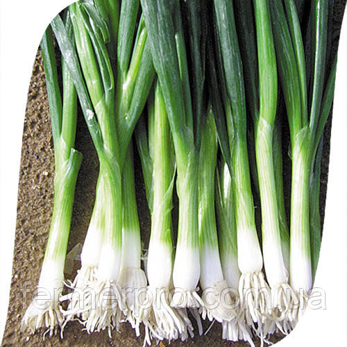 Насіння цибулі на перо Байа Верде (Baja Verde) 100 000 насіння Seminis, фото 1