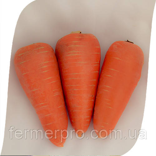 Насіння моркви SV 3118 DH F1 200.000 насіння (2.0 - 2.2 мм) Seminis