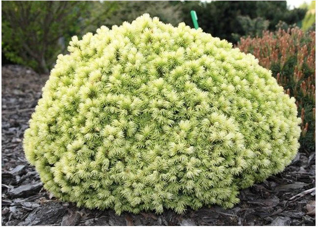 Ялина канадська Dendrofarma Gold 4 річна, Ель канадская Дендрофарма Голд, Picea glauca Dendrofarma Gold