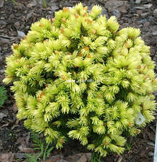 Ялина канадська Dendrofarma Gold 2 річна, Ель канадская Дендрофарма Голд, Picea glauca Dendrofarma Gold, фото 3