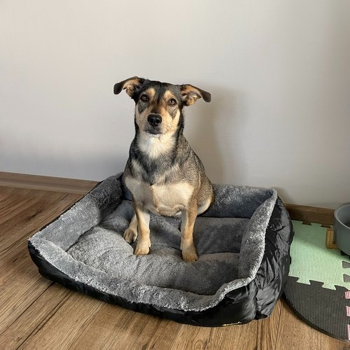 Лежак для собаки/кішки 60x45 см