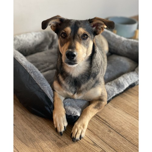 Лежак з бокового виду