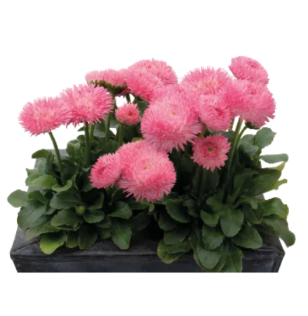 Маргаритка Робелла лососева 10 насінин Професійне насіння, фото 1