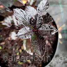 Падуб мезерва Хекенблау / Ilex meserveae Heckenblau, фото 4