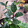 Падуб мезерва Хекенблау / Ilex meserveae Heckenblau, фото 8