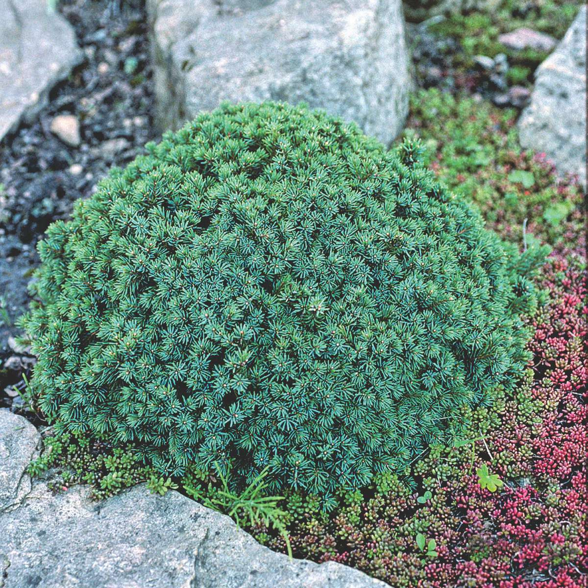 Ялина канадська Echiniformis 4 річна, Ялина канадська Эхиниформис, Picea glauca Echiniformis