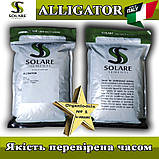 Насіння кропу Алігатор / Alligator (темно-сизий, жаростійкий) ТМ Solare Sementi (Італія), фото 4
