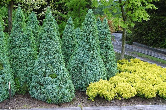 Ялина канадська Sanders Blue 3 річна, Ялина канадська блакитна Сандерс Блю, Picea glauca Sanders Blue, фото 1