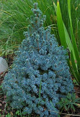 Ялина канадська Sanders Blue 3 річна, Ялина канадська блакитна Сандерс Блю, Picea glauca Sanders Blue, фото 6