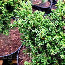Тис ягідний Клітцекляйн / h 30-40 / Taxus baccata Klitzeklein, фото 6