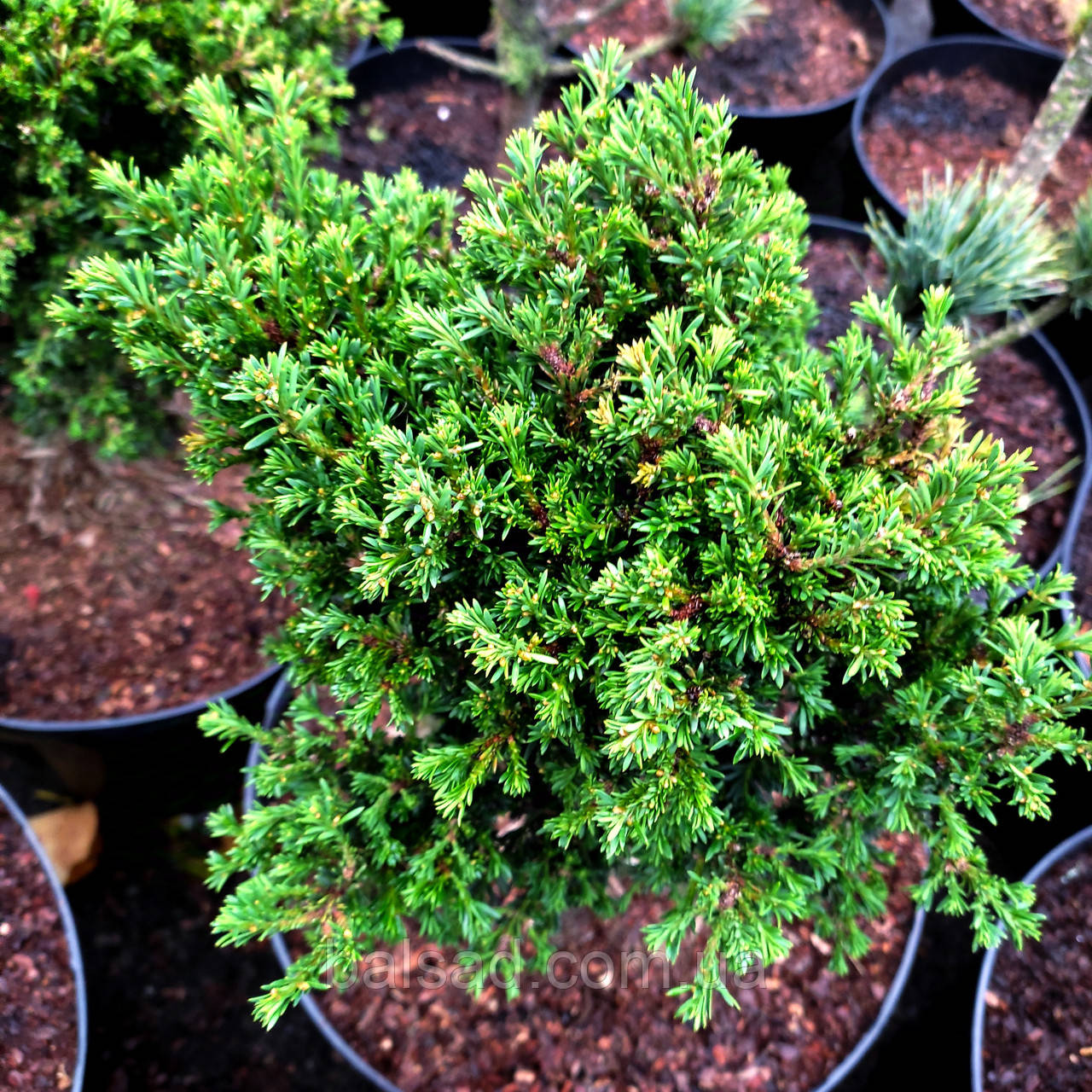 Тис ягідний Клітцекляйн / h 30-40 / Taxus baccata Klitzeklein