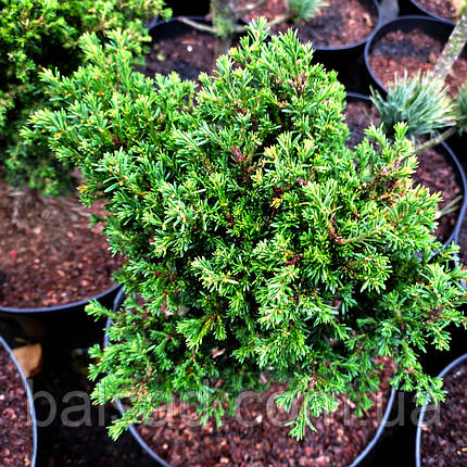 Тис ягідний Клітцекляйн / h 30-40 / Taxus baccata Klitzeklein, фото 1