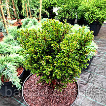 Тис ягідний Клітцекляйн / h 30-40 / Taxus baccata Klitzeklein, фото 3