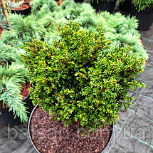 Тис ягідний Клітцекляйн / h 30-40 / Taxus baccata Klitzeklein, фото 4