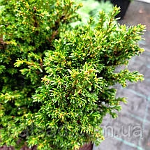 Тис ягідний Клітцекляйн / h 30-40 / Taxus baccata Klitzeklein, фото 5
