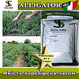 Насіння кропу Алігатор / Alligator (темно-сизий, жаростійкий) ТМ Solare Sementi (Італія), фото 3