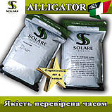 Насіння кріп кущовий Алігатор / Alligator (темний, жаростійкий) ТМ Solare Sementi (Італія), фото 4