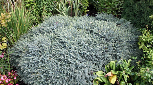 Ялина чорна Магіапа Nana 2 річна, Ялина чорна / Маріана Нана, Picea mariana Nana, фото 1