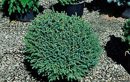 Ялина чорна Магіапа Nana 2 річна, Ялина чорна / Маріана Нана, Picea mariana Nana, фото 3