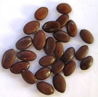 Гледичія триколючкова. Насіння. Ціна за 25 штук.