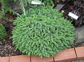 Ялина чорна Магіапа Nana 2 річна, Ялина чорна / Маріана Нана, Picea mariana Nana, фото 4