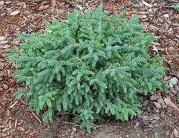 Ялина чорна Магіапа Nana 2 річна, Ялина чорна / Маріана Нана, Picea mariana Nana, фото 5