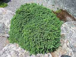 Ялина чорна Магіапа Nana 2 річна, Ялина чорна / Маріана Нана, Picea mariana Nana, фото 6