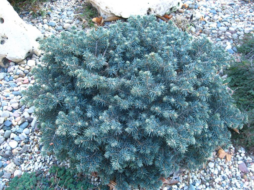 Ялина чорна Waldbrun 3 річна, Ялина колюча голуба Вальдбрун, Picea pungens Waldbrunn