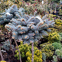 Ялина на штамбі Глаука Глобоза / h 95-110 / Picea Glauca Globosa, фото 4
