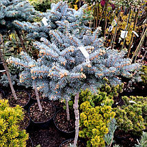 Ялина на штамбі Глаука Глобоза / h 95-110 / Picea Glauca Globosa, фото 5