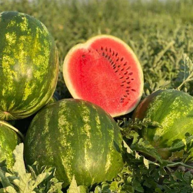 Бомбейро F1 насіння кавуна (1000 нас.) Hazera Genetics, фото 1