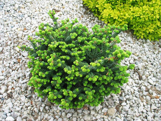 Ялиця бальзамічна Nana 3 річна, Ялиця бальзамічна Нана, Abies balsamea Nana, фото 1