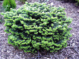 Ялиця бальзамічна Nana 3 річна, Ялиця бальзамічна Нана, Abies balsamea Nana, фото 3