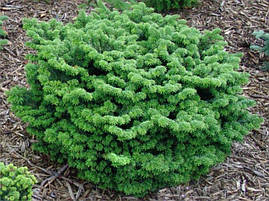 Ялиця бальзамічна Nana 3 річна, Ялиця бальзамічна Нана, Abies balsamea Nana, фото 4