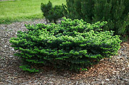 Ялиця бальзамічна Nana 3 річна, Ялиця бальзамічна Нана, Abies balsamea Nana, фото 6