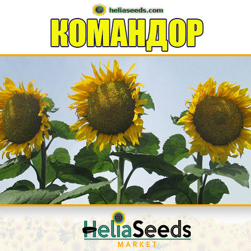 Насіння соняшника гібрид КОМАНДОР (A-G, класичний), фото 1