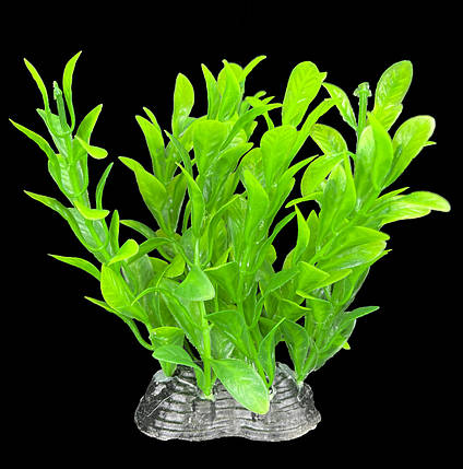 Рослина штучна, Ludwigia repens, 10 см., фото 1