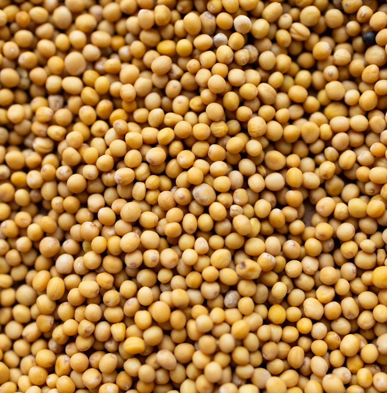 Гірчиця біла зерно, фото 1