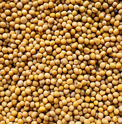 Гірчиця біла зерно