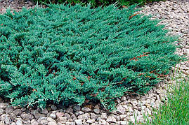 Ялівець горизонтальний Blue Chip 3 річний, Ялівець горизонтальний Блю Чіп Juniperus horizontalis Blue Chip, фото 2