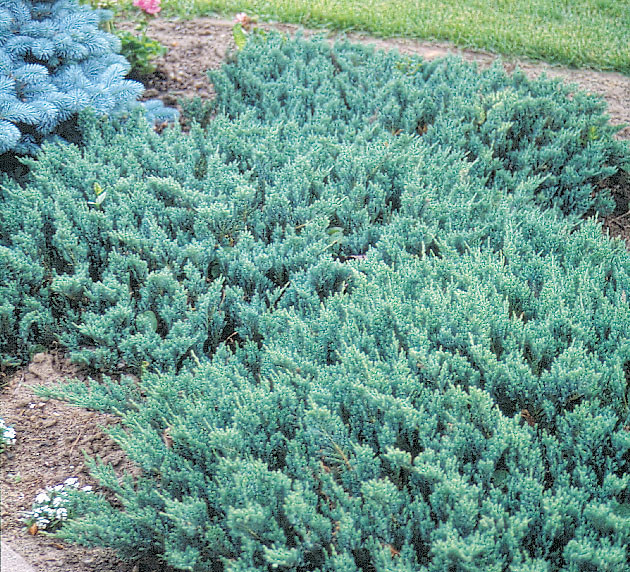 Ялівець горизонтальний Blue Chip 3 річний, Можжевельник горизонтальный Блю Чип Juniperus horizontalis Blue - фото 3 - id-p447676524
